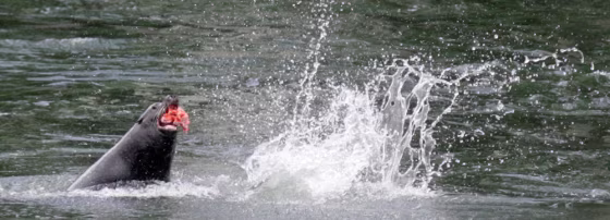A sea lion chomps on a salmon last April 10&nbsp;at Bonneville Dam near Cascade Locks, Ore. Preliminary numbers indicate the sea lions got more salmon this season than in any of the six since records have been kept.