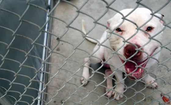 Rescued Pit Bulls Increasingly Populate Animal Shelters