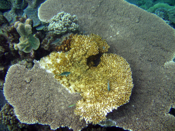 This undated photo released by the Australian Institute of Marine Science shows white coral syndrome in Great Barrier Reef, Australia. Coral reefs in much of the Pacific Ocean are dying faster than previously thought, according to a study released Wednesday.