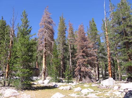 Dead&nbsp;lodgepole pines like these brown specimens are now common across the West. 