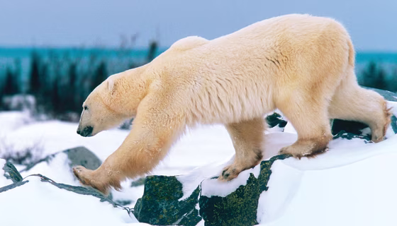 Nowhere are polar bears more accessible than the northern reaches of the Canada’s Manitoba province. Astride one of the major ursine migration routes on the western fringe of Hudson Bay, the town of Churchill endures a veritable bear rush each fall as the hungry creatures awake from hibernation and flock to the pack ice for a feeding frenzy.