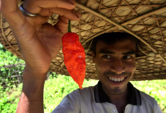 Scientists developed a computer model to measure the "heat" inside a chili pepper, like the one shown here. 