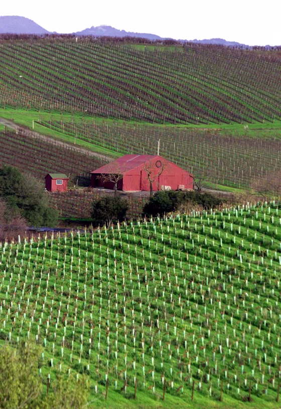 The Beckstoffer Vineyard, foreground, and Blue Creek vineyard, center, in the Carneros wine growing region are shown near Napa, Calif. For a town-and-country combo in this prime U.S. wine destination stay at the Napa River Inn.