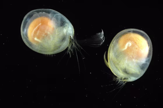 A new species of Ostracod, or a seed shrimp, was discovered from a depth of nearly&nbsp;two miles. To see at such depths where light is sparse, the tiny organism has enormous bulging orange eyes to funnel any light toward the retina. 