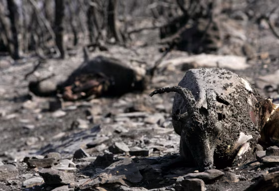 Dead goats lie in a burnt forest at Minthi village southwestern Greece