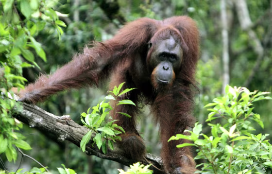 This&nbsp;orangutan, orphaned in Borneo, Indonesia, now lives with others like it at a haven operated&nbsp;by the Borneo Orangutan Survival Fund.