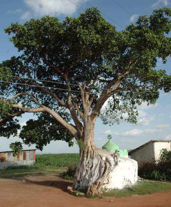 This mini mosque shares space inside a tree, in Harar, Ethiopia. The city&nbsp;was named a UNESCO World Heritage site last year, joining some of the world's top landmarks such as the Grand Canyon in the United States, the Great Wall of China and the Acropolis in Greece. It is also the fourth holiest city in Islam — behind Mecca, Medina and Jerusalem.