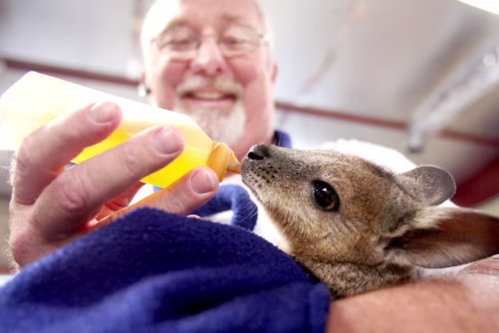 Joe Freed feeds his 10-month-old wallaby Skippy on Sept. 5 in Wichita, Kan.