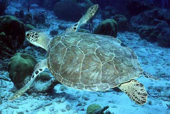 A green sea turtle swims above the sea floor. 