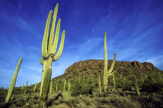 Tucson, Arizona