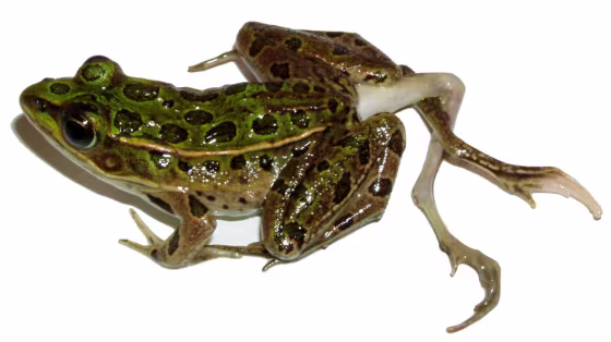 This frog is among those found whose deformities appear tied to farm runoff, a new study finds.