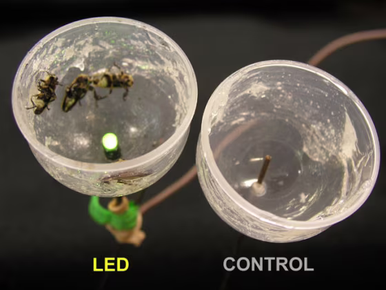 Field experiments showed that predatory fireflies were strongly attracted to artificial courtship signals (left) but not to non-flashing controls (right). 