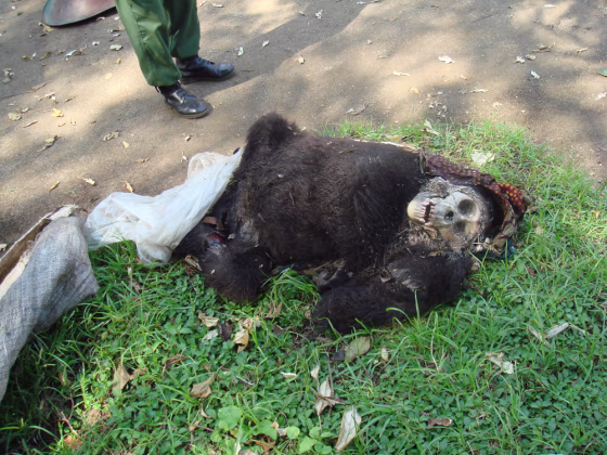 Congo park rangers found this slain infant mountain gorilla, and experts estimated it&nbsp;had died a week or so earlier.