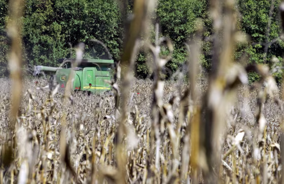 Corn fields like this one provide the basic ingredients for ethanol, but the process also requires lots of water.