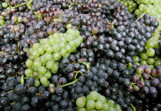 French and Italian researchers have mapped the genome of the pinot noir grape, saying that it has a DNA sequence of nearly half a billion letters. 