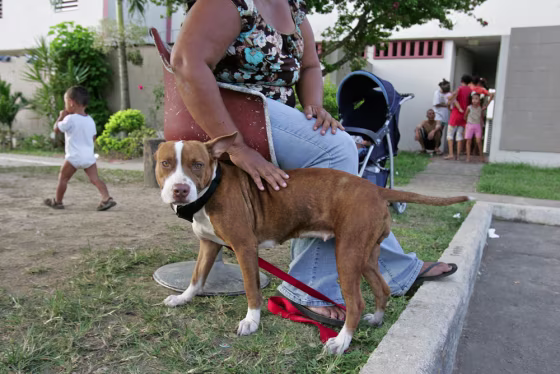 A Puerto Rican woman, shown on Monday,&nbsp;says that&nbsp;she hid her dog, named Lady, during a raid by city workers to keep the dog from being taken away in&nbsp;an enforcement of the housing project's no-pet policy.