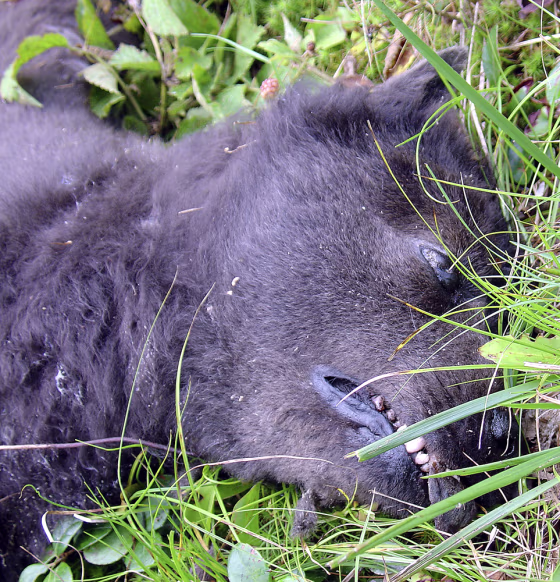 A creature that was found dead after apparently being hit by a car in Turner, Maine, is shown Saturday. For years, residents across Androscoggin County have reported seeing and hearing a mysterious animal with chilling monstrous cries and eyes that glow in the night. Now, residents are wondering if the animal found dead over the weekend may be the mysterious creature.