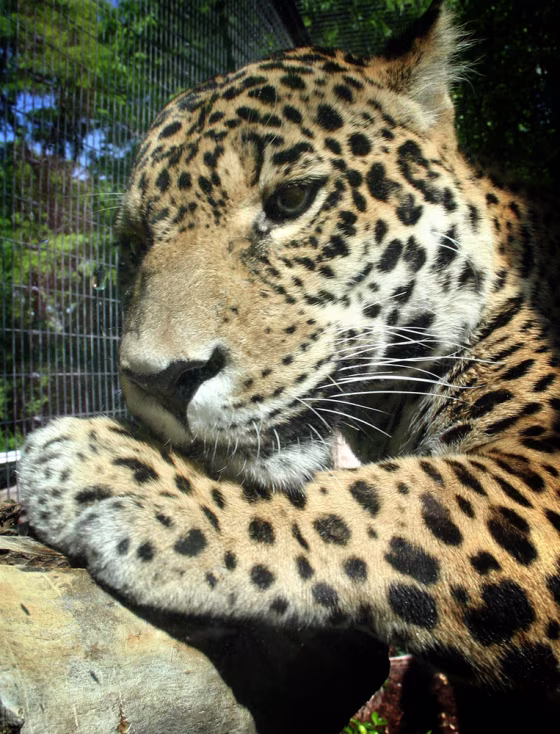 A zookeeper at the Denver Zoo died Saturday after Jorge,&nbsp;pictured in an undated photo,&nbsp;mauled her in its enclosure. The big cat was fatally shot when it approached emergency workers treating the injured woman, the zoo said. 