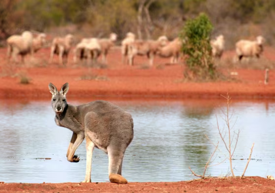 Discover the picturesque southwest coastline of Australia, as you drive along the scenic Great Ocean Road, and overnight it in Apollo Bay, Port Fairy, Cavendish, and Ballarat. 