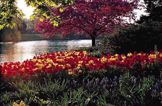 The Chicago Botanic Garden features 23 beautiful gardens and three native habitats set on 385 acres of rolling hills and tranquil lakes.