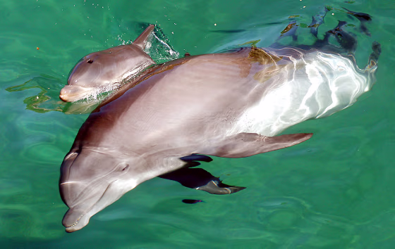 Bottlenose dolphin swims with ner newborn calf