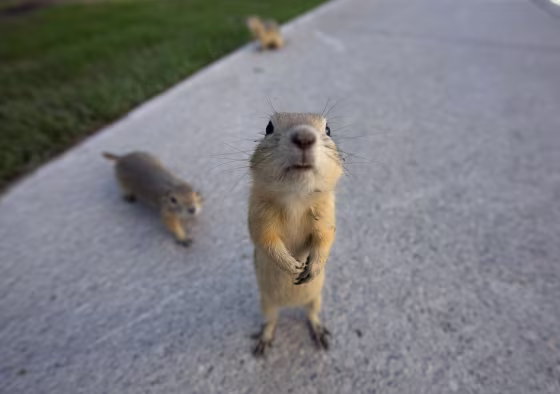 Image: Gophers line city sidewalks after their homes were flooded in the East Village area of Calgary