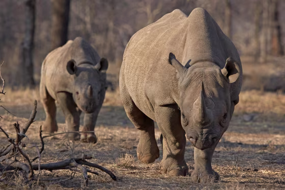 Image: An endangered east African black rhino