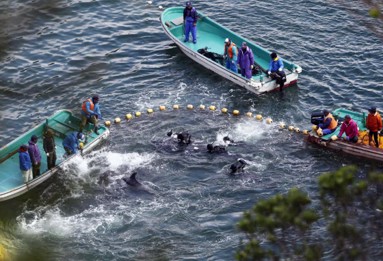 Image: Fishermen in wetsuits hunt dolphins at a cove in Taiji