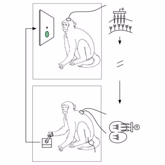 A schematic of the experimental setup in which brain activity from one monkey was used to control the hand of another, sedated monkey.