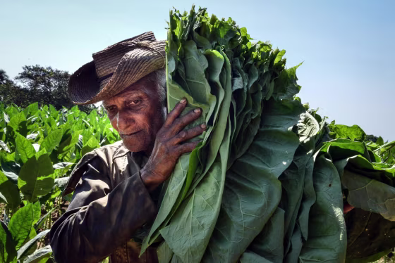 Cuban workers harvest tobacco leaves.