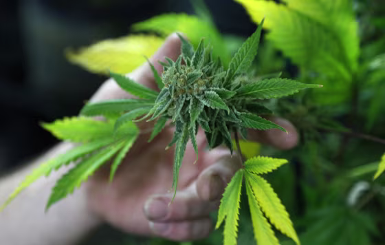 Image: File photo of a fully budded marijuana plant ready for trimming is seen at the Botanacare marijuana store ahead of their grand opening on New Year's day in Northglenn, Colorado