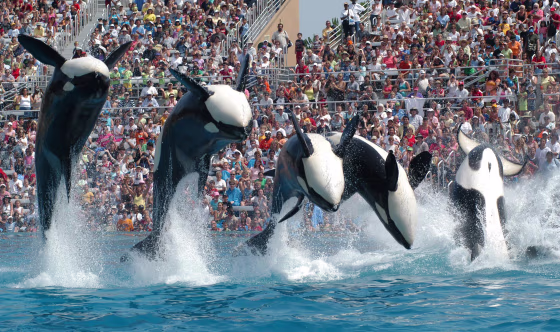 In this Feb. 27, 2006 photo provided by SeaWorld in San Diego, Calif., killer whales perform in "Believe," the new Shamu show which will explore the connection between humans and killer whales.
