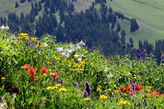 Image: Rocky Mountain wildflowers