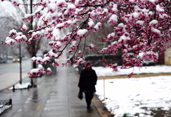Image: A woman walks past a cherry tree covered with snow