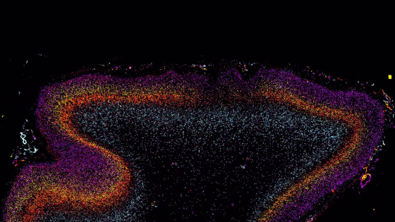 Image: Markers for four different genes were combined into a single image to visualize the selective labeling of differerent cortical layers