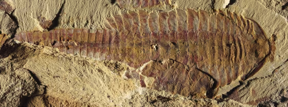 Image: Dorsal view of Fuxianhuia protensa, small sea ceature