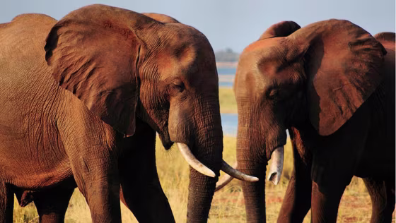 Image: Elephants feed beside Lake Kariba in Zimbabwe’s Matusadona National Park