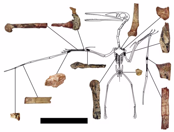 Image: Illustration of fragmentary remains of Kryptodrakon progenitor
