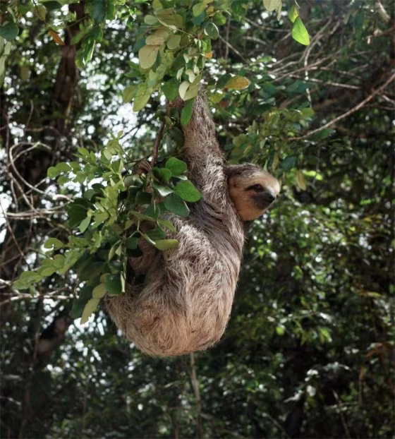 Image: A sloth at the edge of a forest in the Amazon.