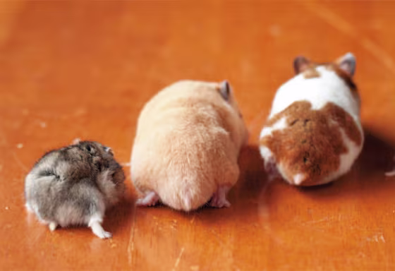 This cute hamster threesome appears in the book 'Hamuketsu, You Could Faint by Its Cuteness'.