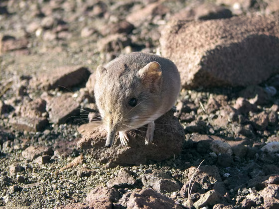 Image: Handout of a Macroscelides micus elephant shrew found in the remote deserts of southwestern Africa