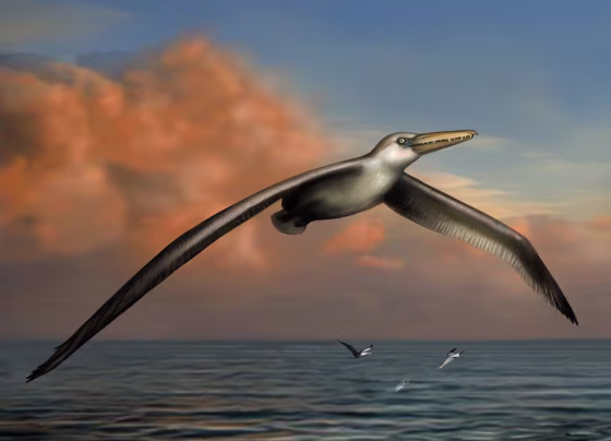 An artist's conception shows how the 25 million-year-old bird known as Pelagornis sandersi might have looked in life.