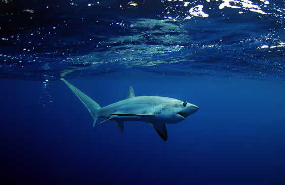 Image: An image of a Big Eye Thresher Shark off swimming in the Gulfstream, on Sept. 23, 2012 off of Fort Lauderdale, Fla.