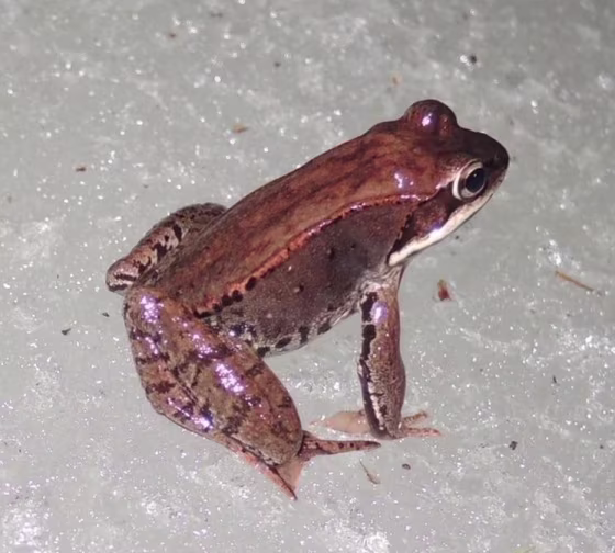 Image: Wood frog