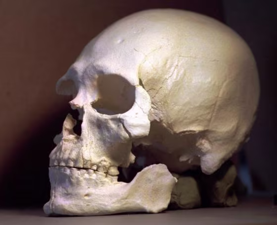 This plastic casting was made from the skull of Kennewick Man.