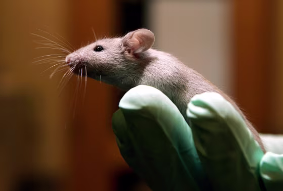 Image: A technician holds a laboratory mous
