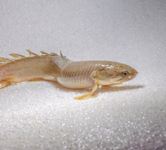 Image: Bichir