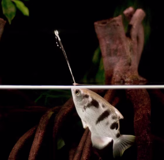 Image: Archerfish target their prey with jets of water they spit from their mouths
