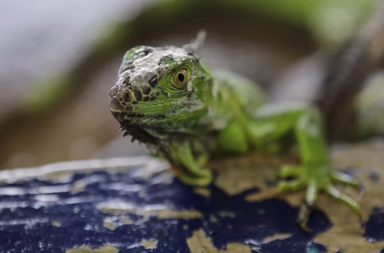 Image: NICARAGUA-DROUGHT-HUNGER-IGUANAS