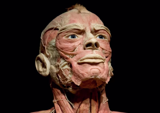 Image: A plastinated body in the Body Worlds exhibition